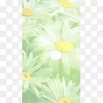 浅绿色花朵背景
