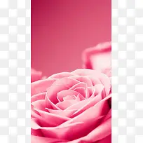 浪漫玫瑰花H5背景素材