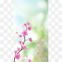 清新春天花朵文艺背景素材