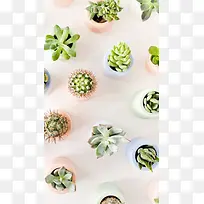 -多肉植物排列粉绿色H5背景