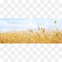 麦穗淘宝网站背景图