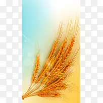 小麦H5背景