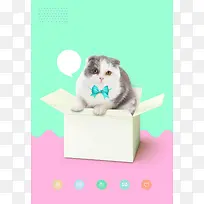 超可爱箱子里的宠物猫咪海报