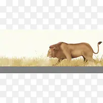 彩铅背景动物分层狮子