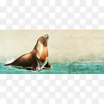 彩铅背景动物分层海豹