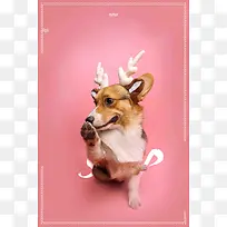 宠物之家宠物店卡通海报