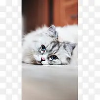 简约宠物萌猫咪H5背景