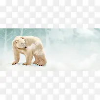 彩铅背景动物分层北极熊