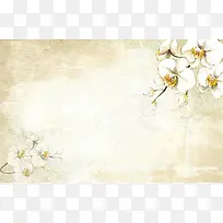 白色手绘花朵背景
