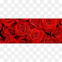 浪漫红色玫瑰花淘宝网站背景图