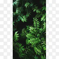 小清新夏季简约树叶海报