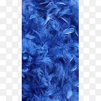 蓝色羽毛H5背景图片