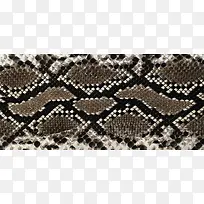 动物纹理肌理蛇纹