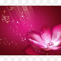 粉红花朵背景图