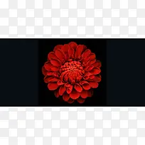 玫瑰花瓣背景