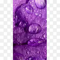 紫色水珠H5背景
