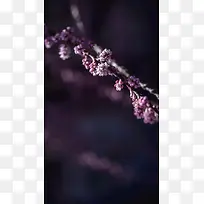 春天小清新紫色小花H5背景