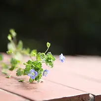 木板野花背景
