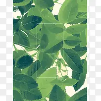 自然绿叶背景美容化妆品海报背景材料