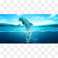 海豚在蓝色透明的海面跳跃图片