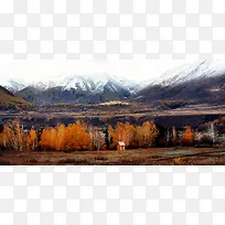 新疆雪山白桦林秋天风景