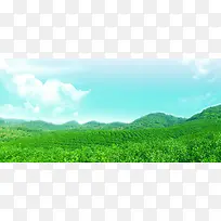 茶山茶园绿色生态风景