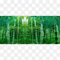 竹子美景图