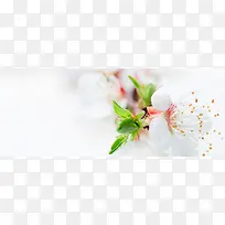 摄影樱花花朵背景