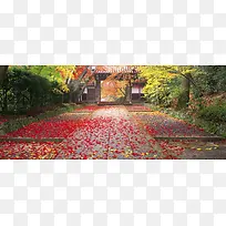 红色枫叶铺满庭院