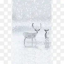 圣诞节白色鹿飞雪促销海报