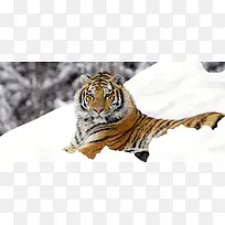 雪地老虎背景图