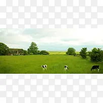 草原牛羊畜牧背景