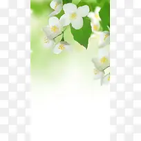 春日梨花H5背景素材