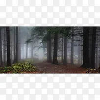 迷雾中的森林背景