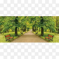公园绿树林背景
