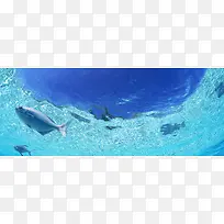 海底世界创意海报banner