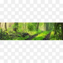 淘宝女装密林banner创意背景
