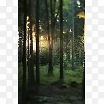 阳光沐浴森林背景图