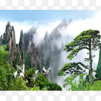松树中国风电视墙背景素材