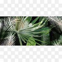 植物背景图