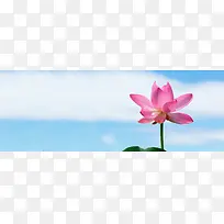 夏至荷花背景Banner