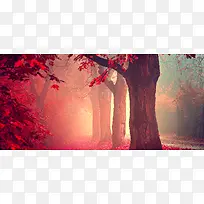 红枫树林背景图