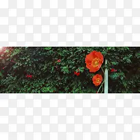 绿色蔷薇花背景