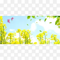 油菜花近景蝴蝶树叶春自然风光banner