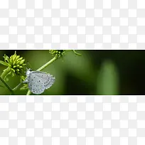 摄影植物上的白蝴蝶背景