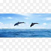 海豚蓝色海洋夏日banner