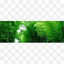 竹子背景