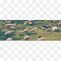 草原绵羊背景