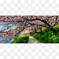 油菜地里的樱花树