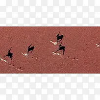大自然藏羚羊红土地背景图